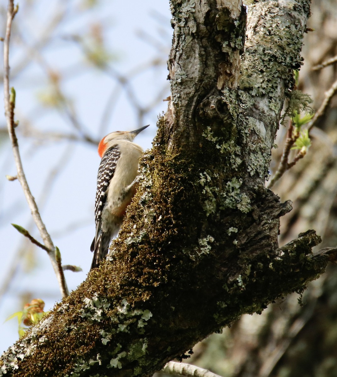 Red-bellied Woodpecker - ML616868543