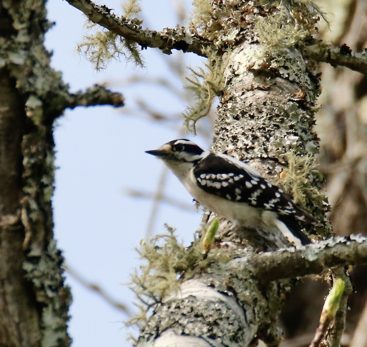 Downy Woodpecker - Jim Gant