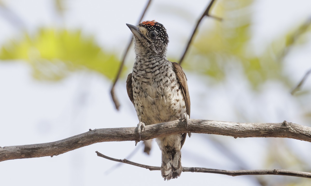 White-bellied Piculet - ML616868565