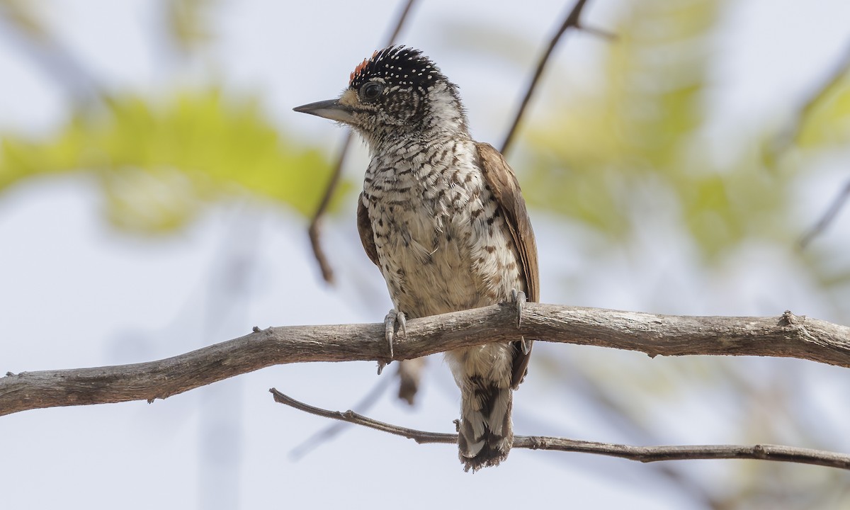 White-bellied Piculet - ML616868566