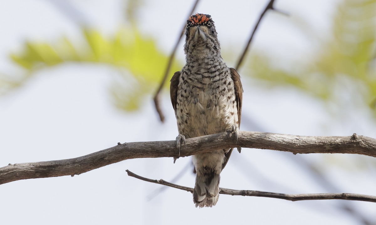 White-bellied Piculet - ML616868568