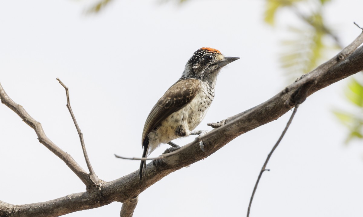 White-bellied Piculet - ML616868569