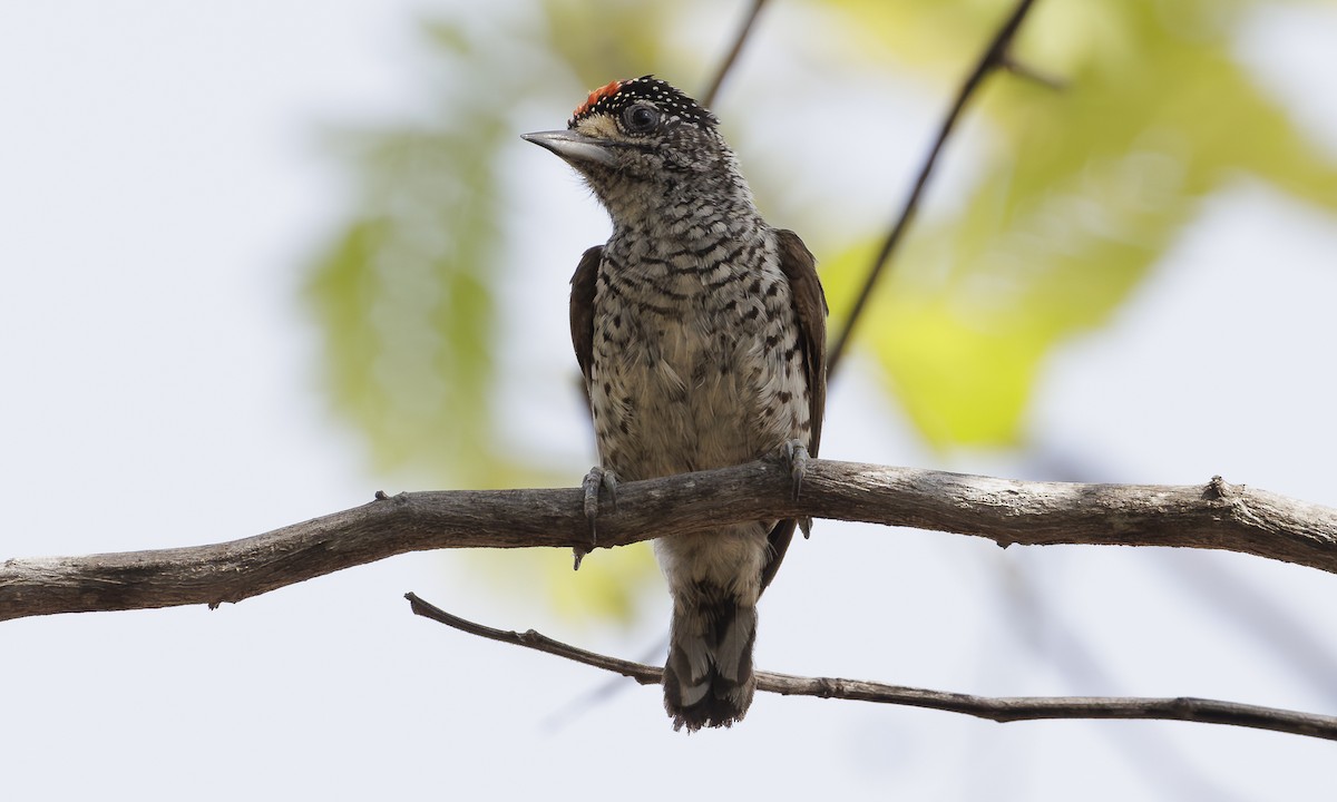 White-bellied Piculet - ML616868570