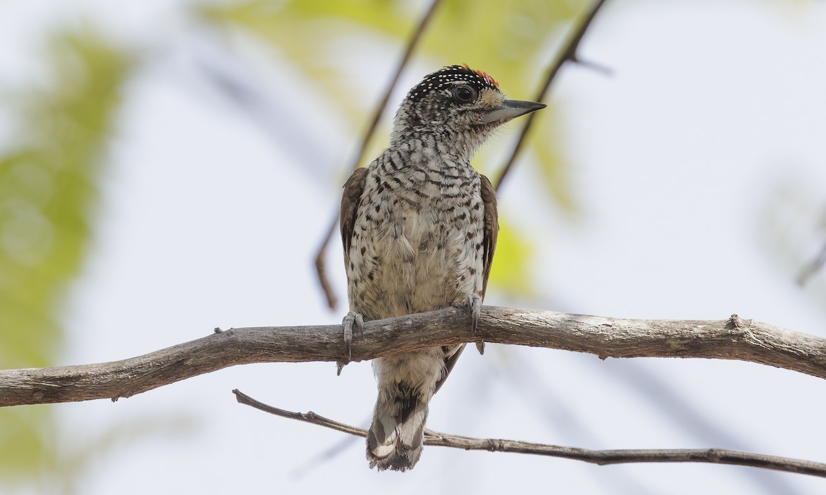 White-bellied Piculet - ML616868571