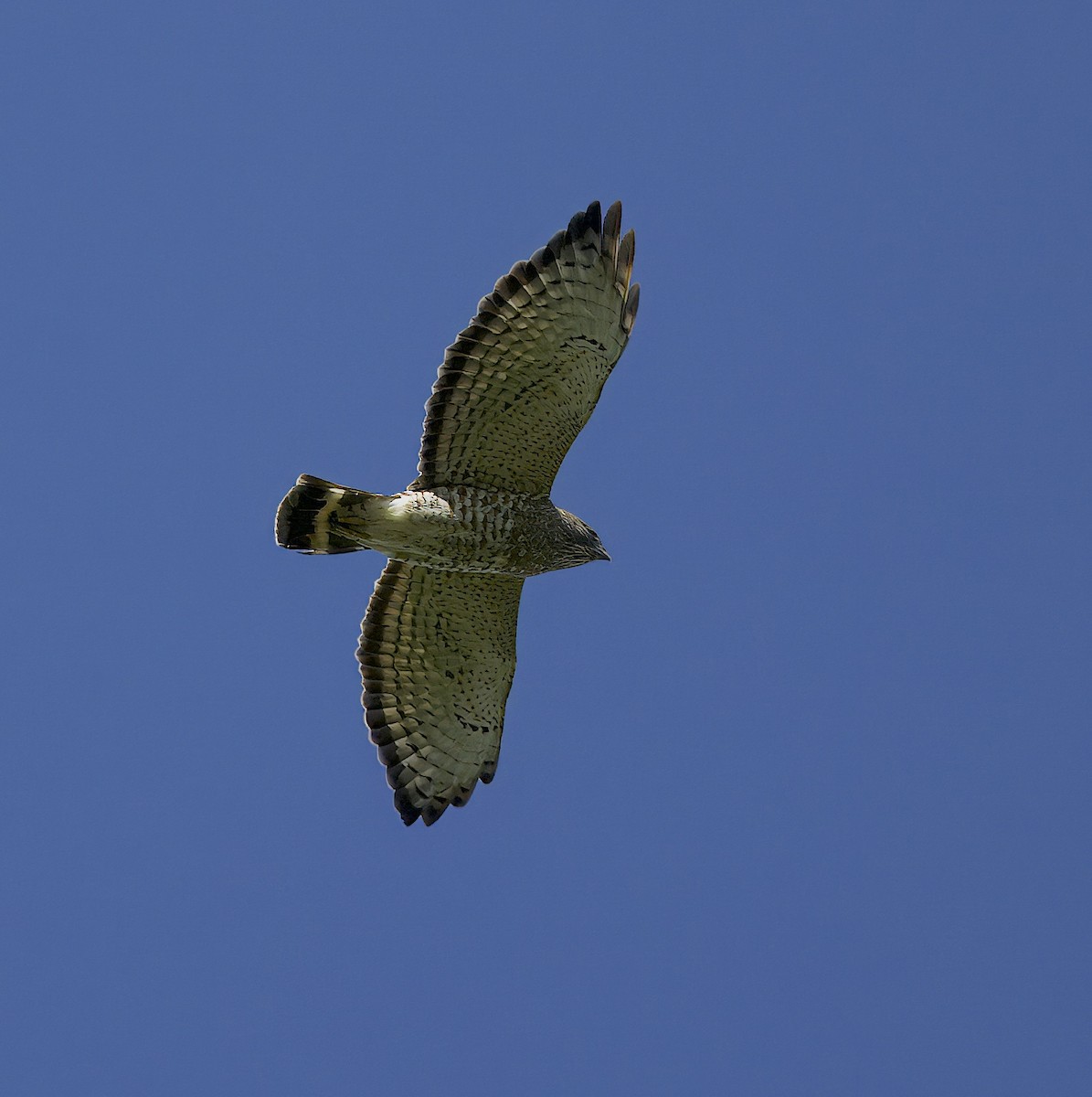 Broad-winged Hawk - ML616868615