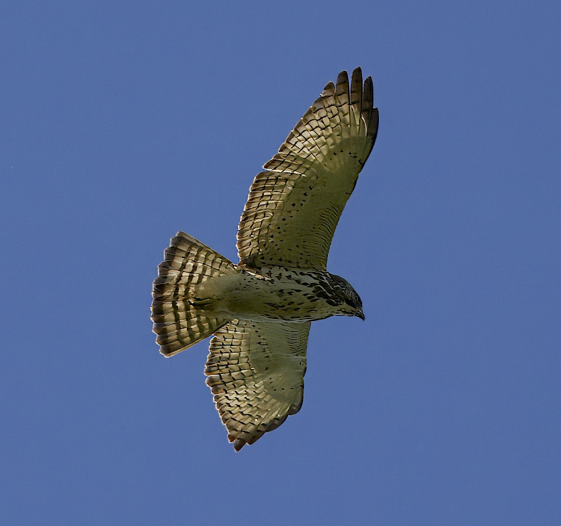 Broad-winged Hawk - ML616868616