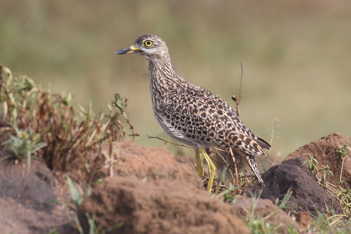Spotted Thick-knee - ML616868629