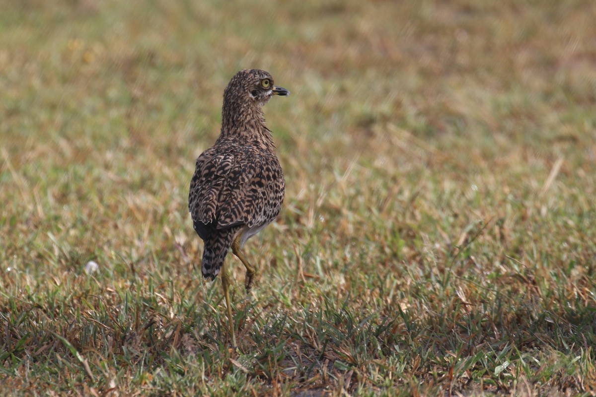 Spotted Thick-knee - ML616868630