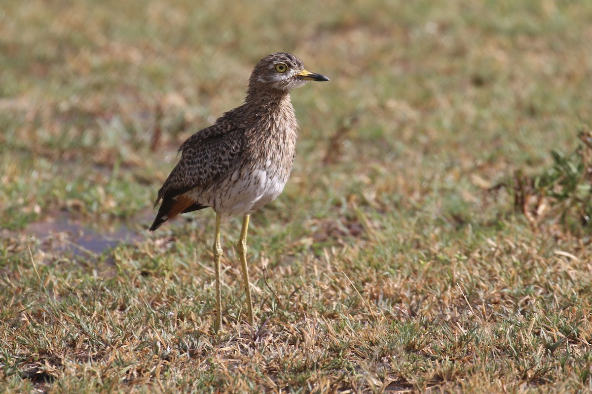 Spotted Thick-knee - ML616868631
