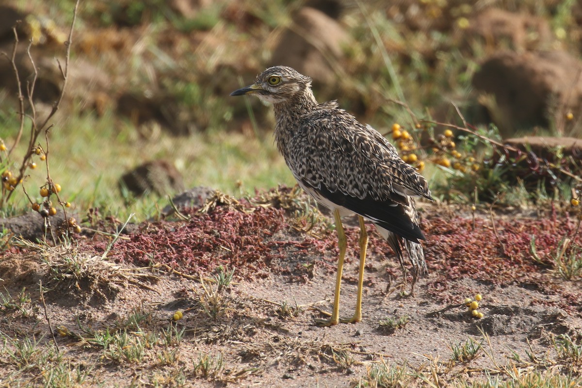 Spotted Thick-knee - ML616868632
