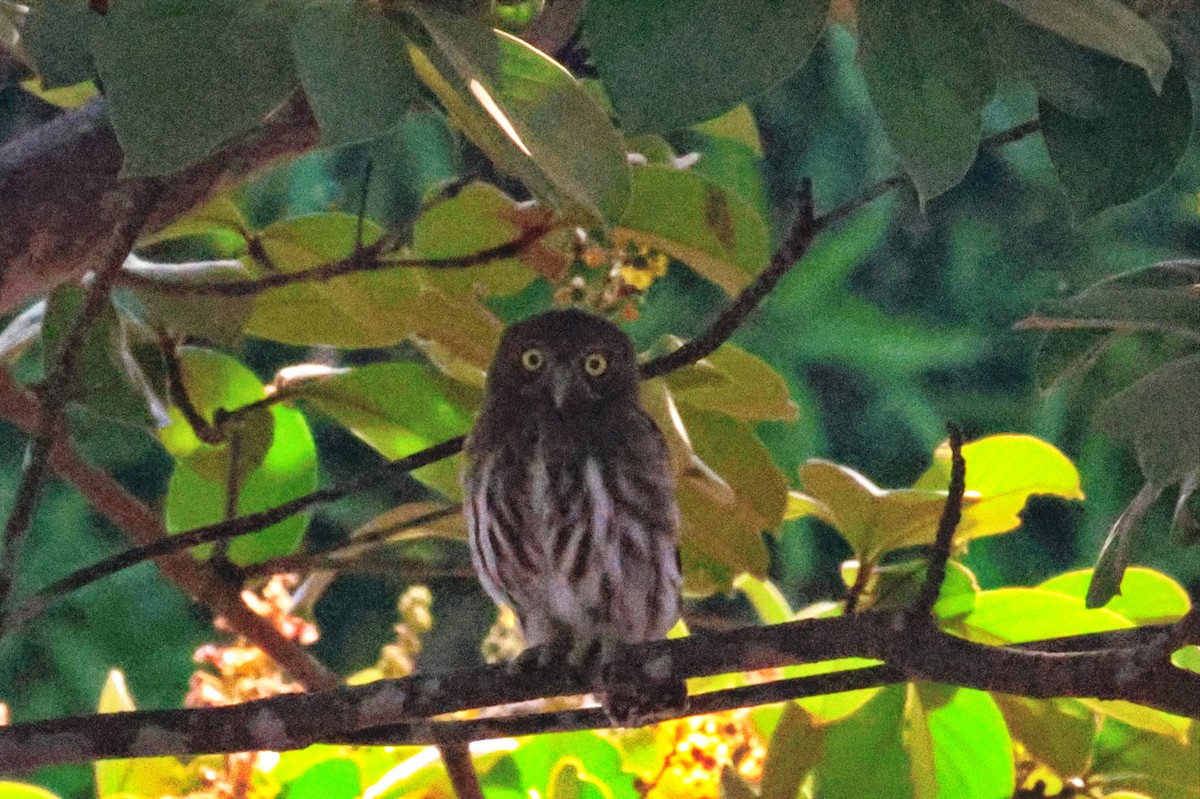 Ferruginous Pygmy-Owl - ML616868647