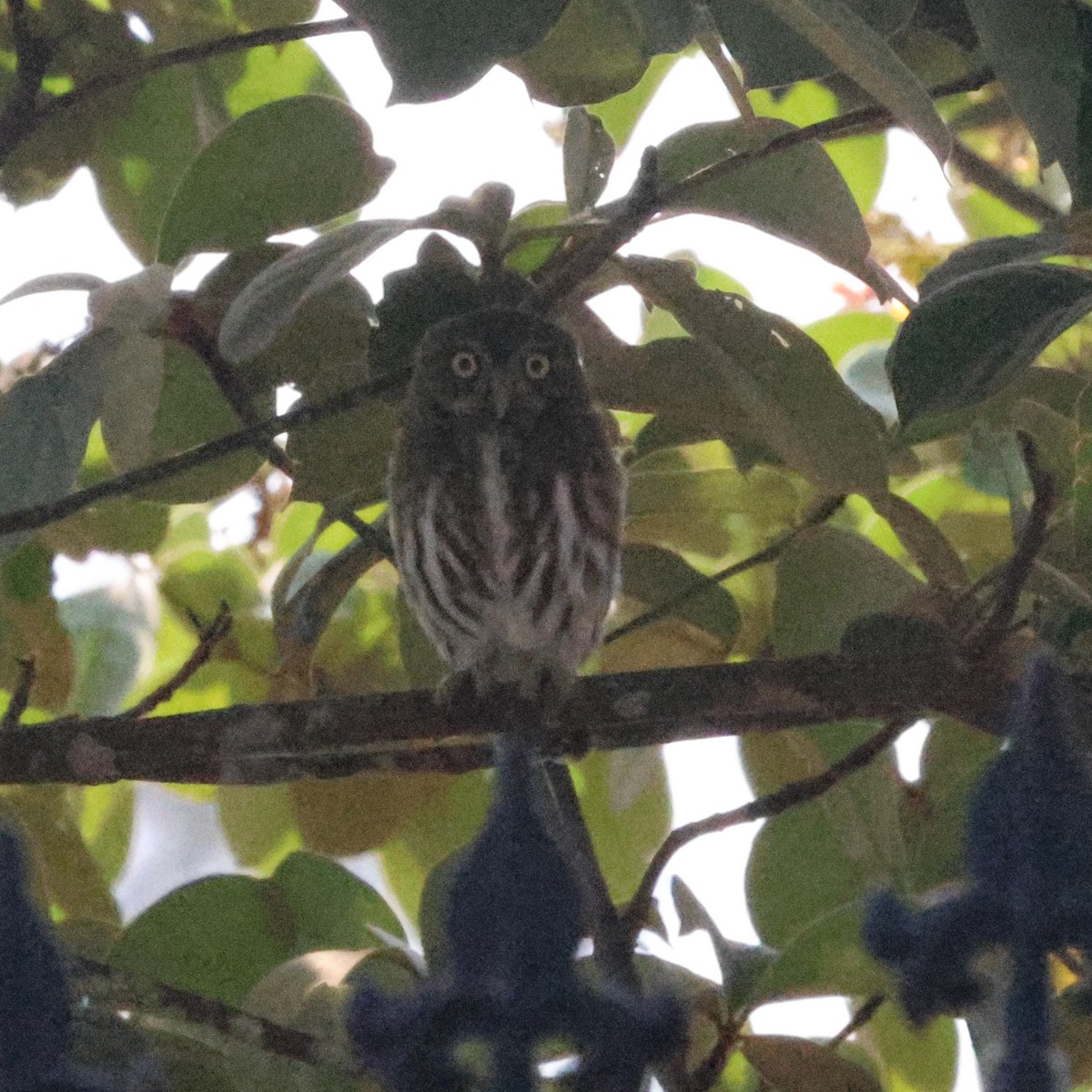 Ferruginous Pygmy-Owl - ML616868648