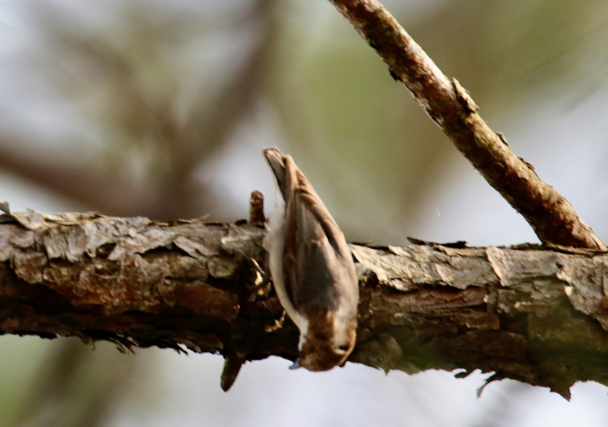 Brown-headed Nuthatch - ML616868653