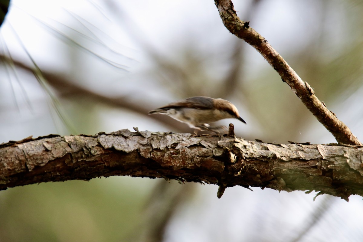 Brown-headed Nuthatch - ML616868655
