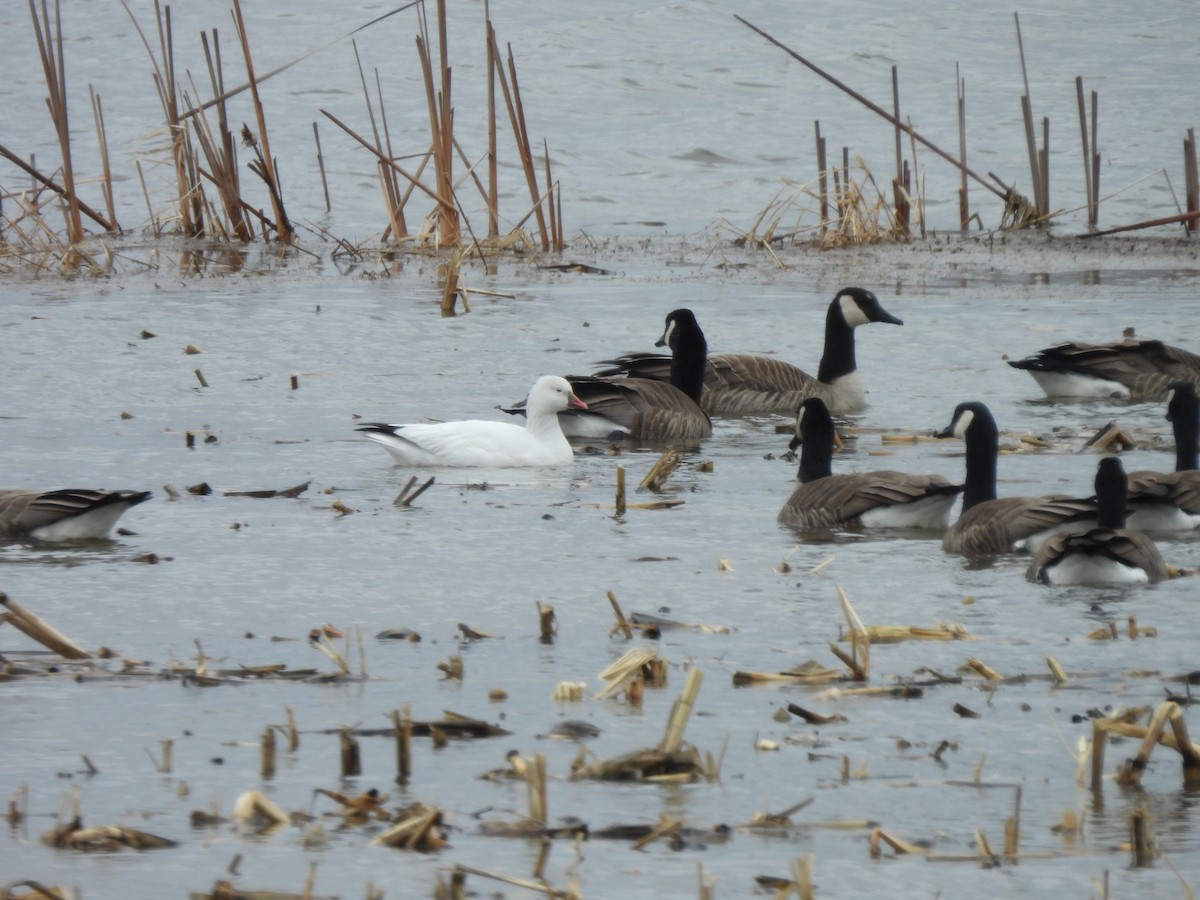 Ross's Goose - ML616868660