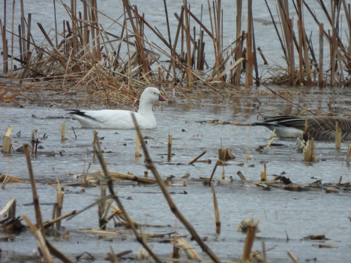 Ross's Goose - ML616868661