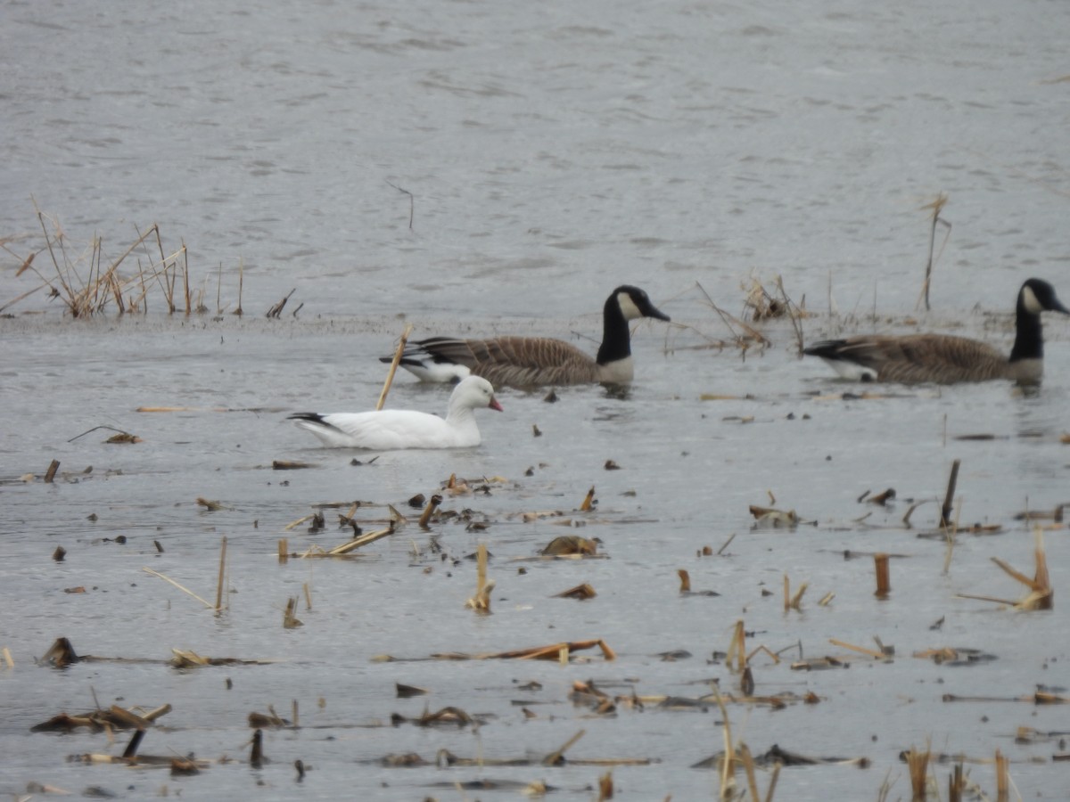 Ross's Goose - ML616868662