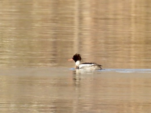 Red-breasted Merganser - ML616868666