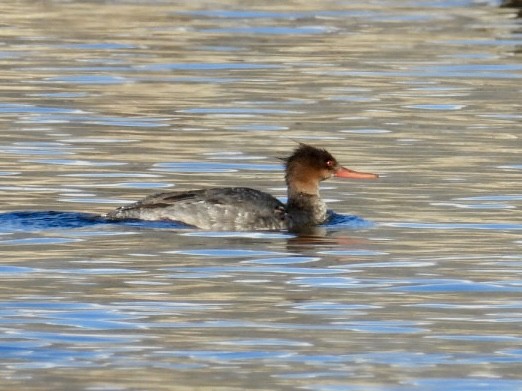 Red-breasted Merganser - ML616868667