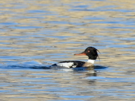 Red-breasted Merganser - ML616868668