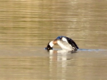 Red-breasted Merganser - ML616868669