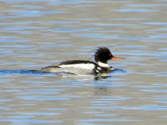 Red-breasted Merganser - ML616868670