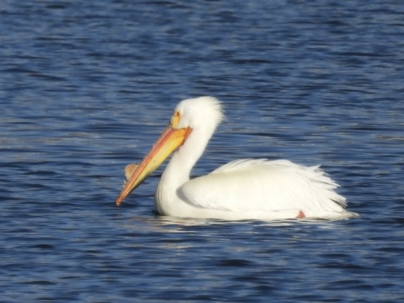 American White Pelican - ML616868688