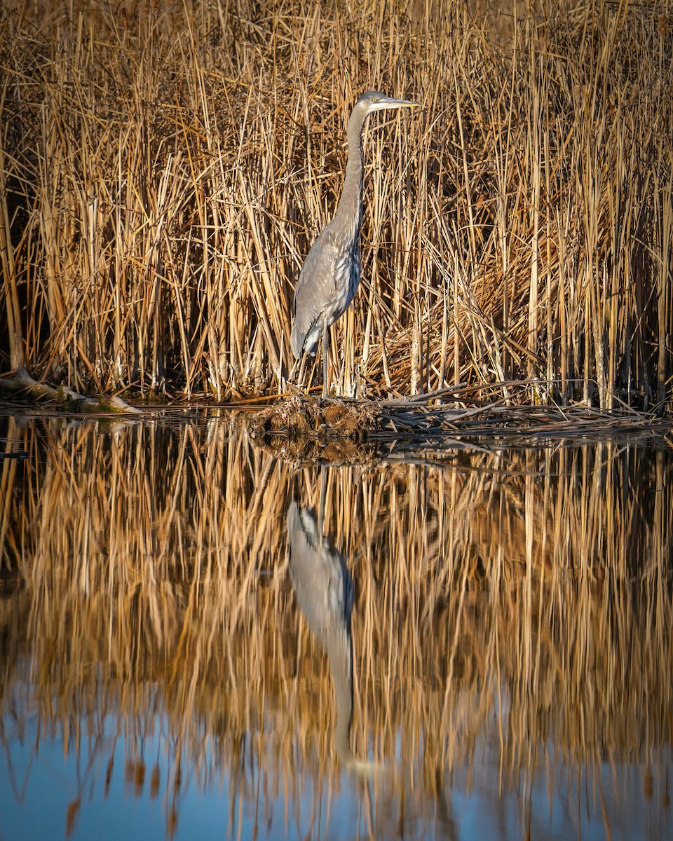 Great Blue Heron - Laura Sheets