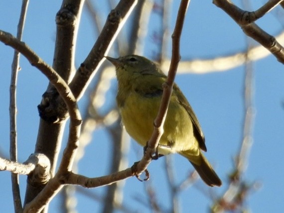 Orange-crowned Warbler - ML616868744