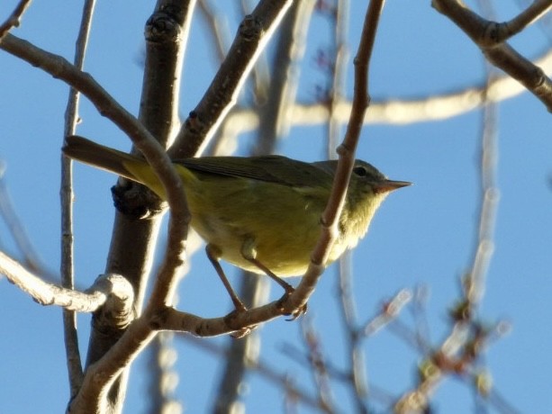 Orange-crowned Warbler - ML616868745