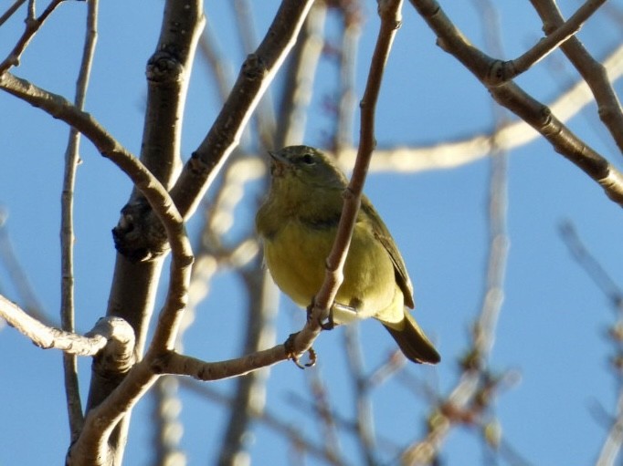 Orange-crowned Warbler - Benjamin Crook