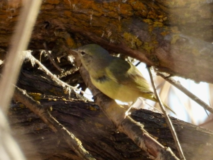 Orange-crowned Warbler - ML616868747