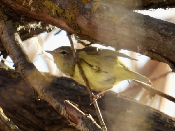 Orange-crowned Warbler - ML616868748