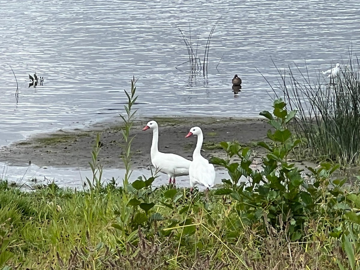 Cisne Coscoroba - ML616868753