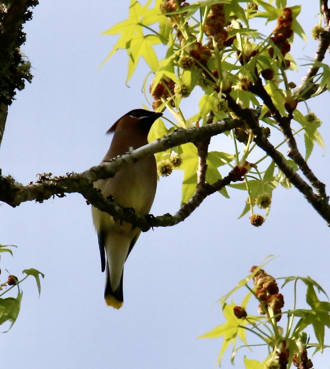 Cedar Waxwing - ML616868775