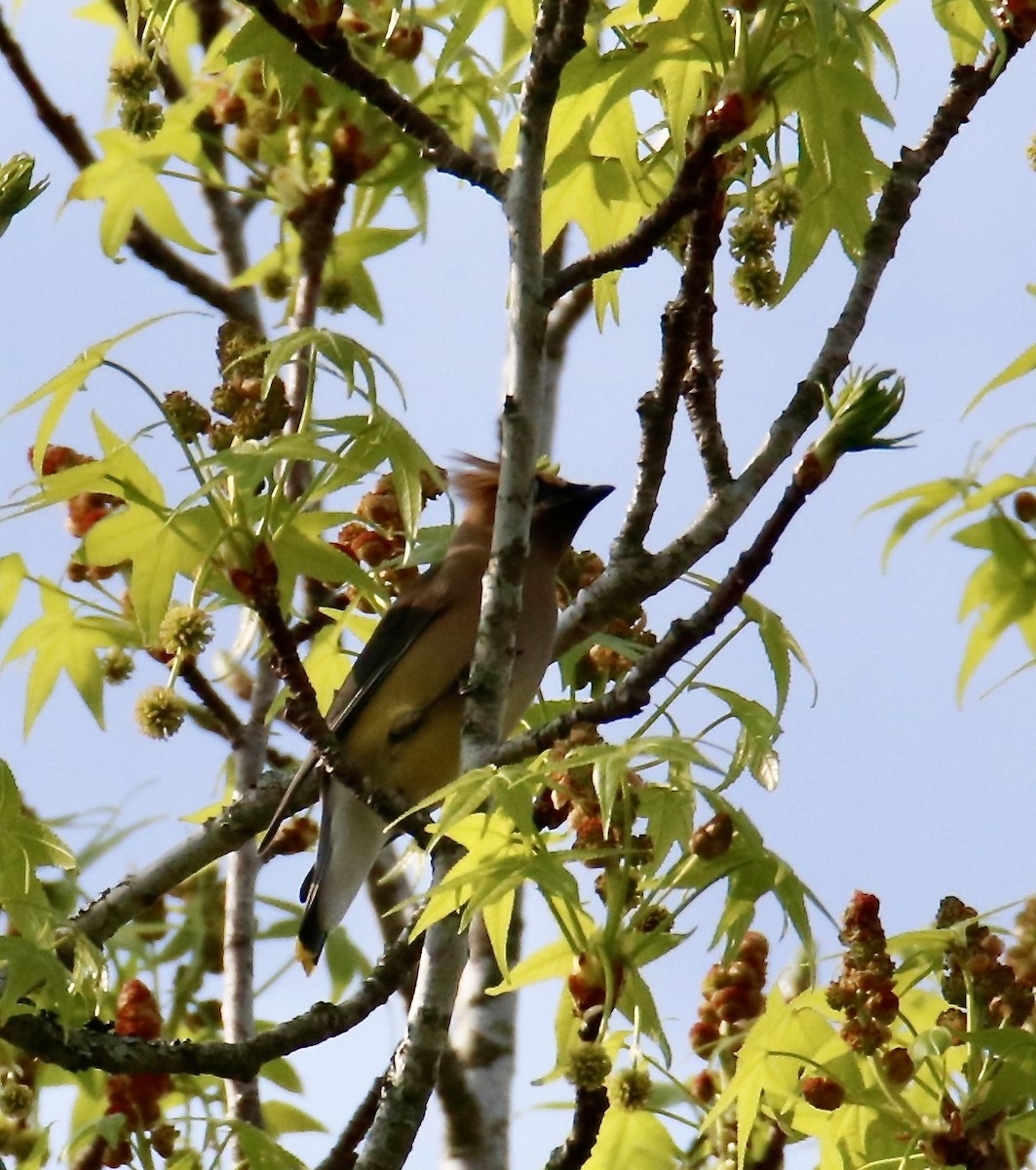 Cedar Waxwing - ML616868776