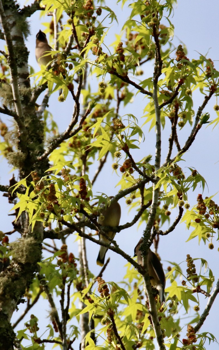 Cedar Waxwing - ML616868777