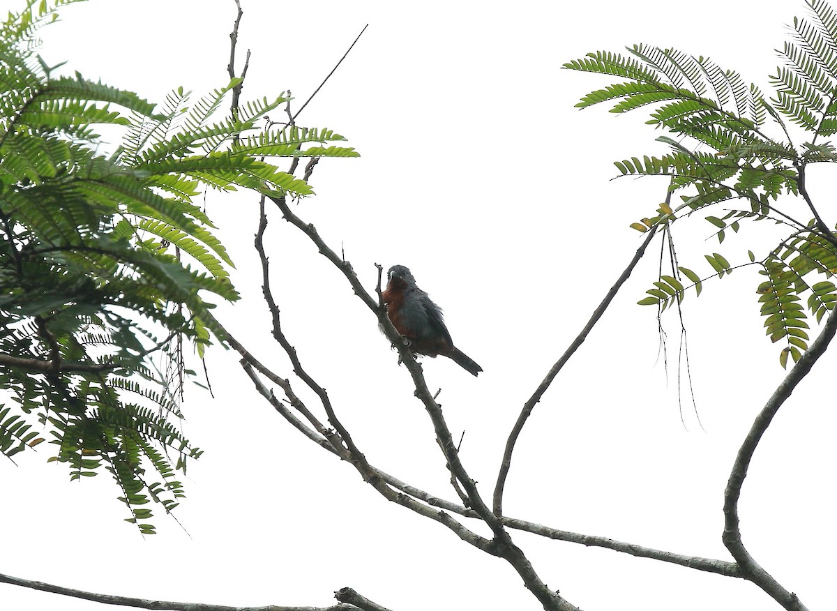 Chestnut-bellied Seedeater - ML616868841