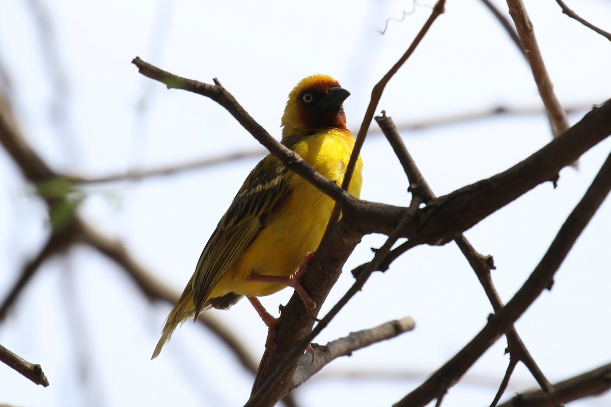 Northern Brown-throated Weaver - ML616868843