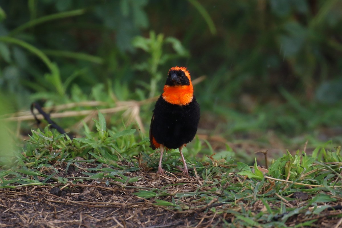 Black-winged Bishop - ML616868859