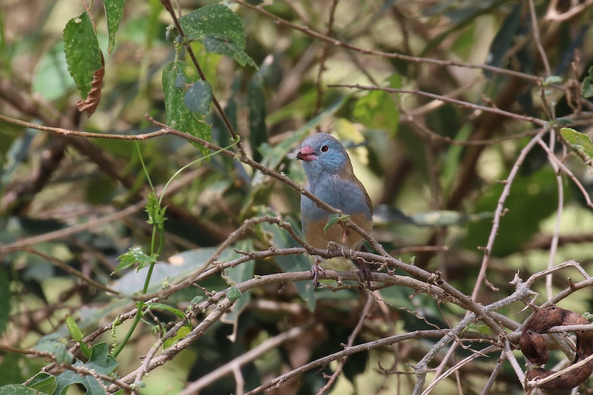 Blue-capped Cordonbleu - ML616868866