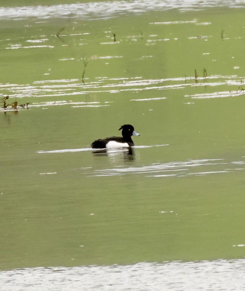 鳳頭潛鴨 - ML616868874