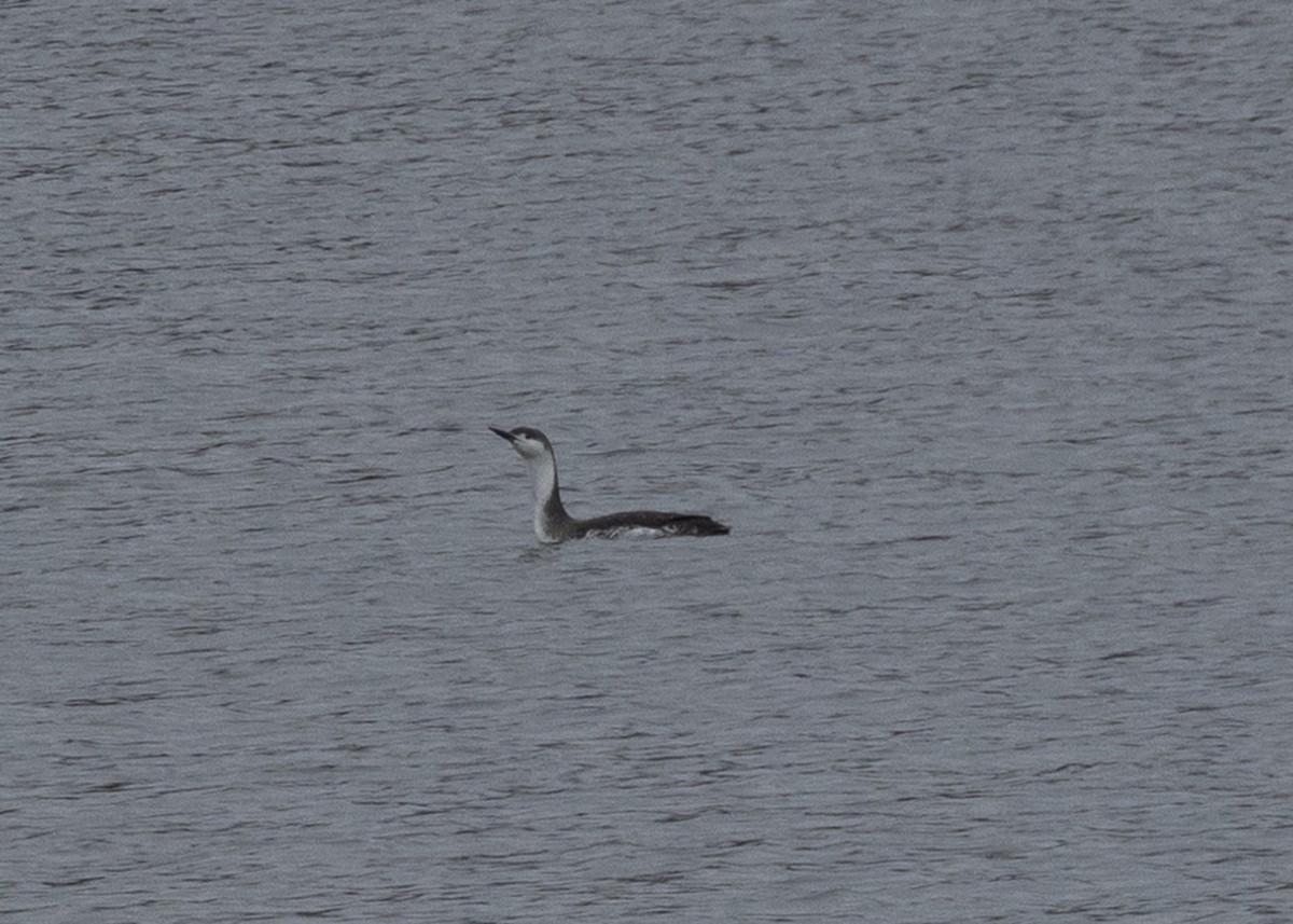 Red-throated Loon - ML616868881