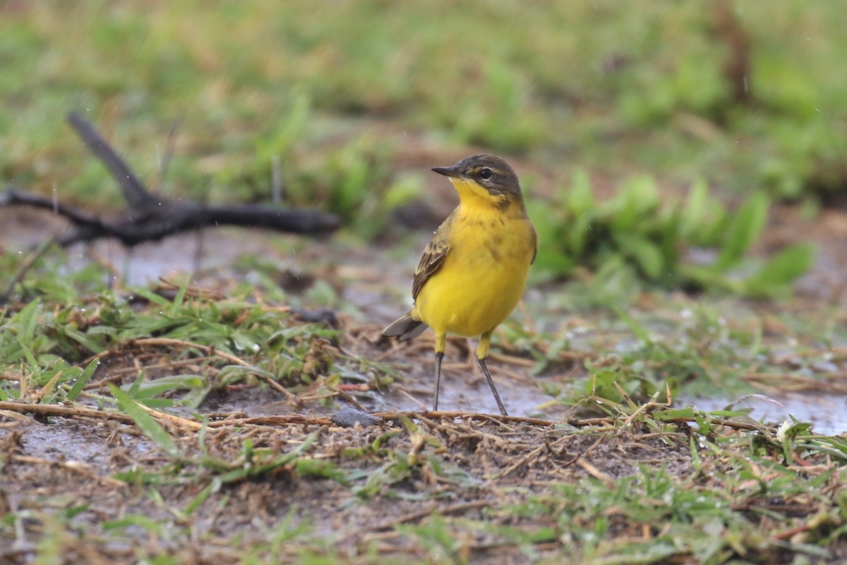 Western Yellow Wagtail - ML616868882