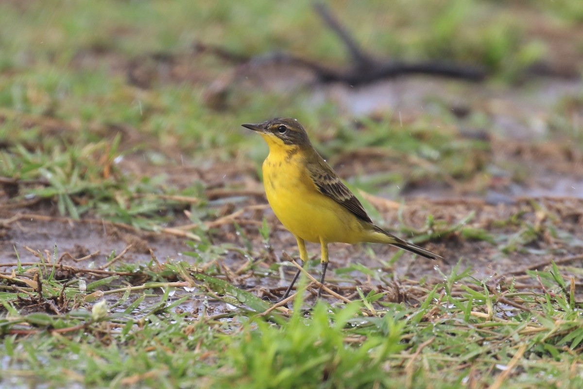 Western Yellow Wagtail - ML616868883