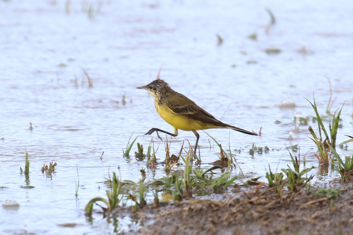 Western Yellow Wagtail - ML616868884