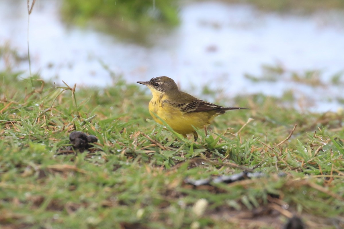 Western Yellow Wagtail - ML616868885