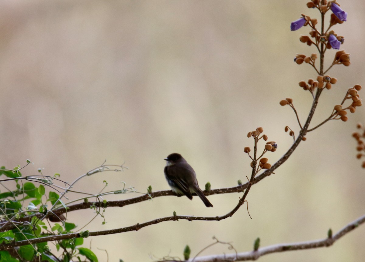 Eastern Phoebe - ML616868917
