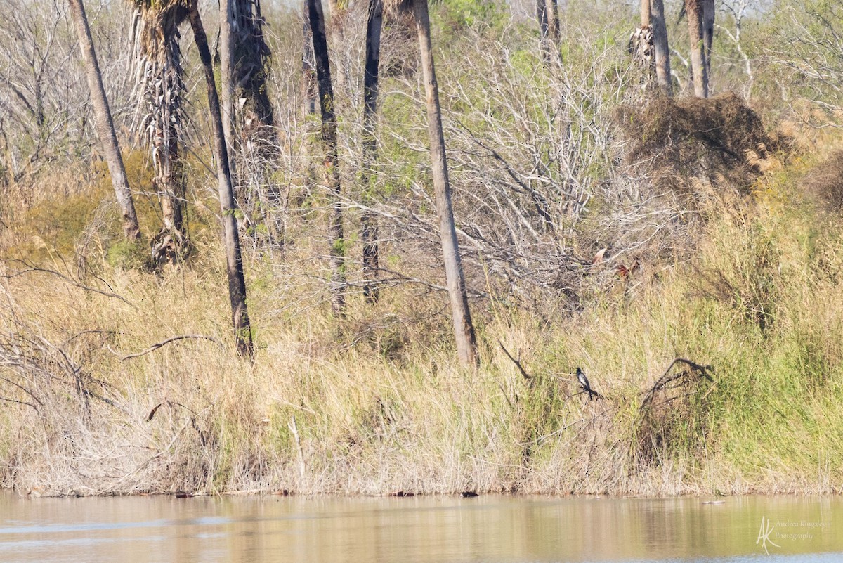 Anhinga - Andrea Kingsley