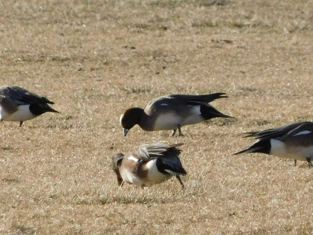 Eurasian Wigeon - ML616868970